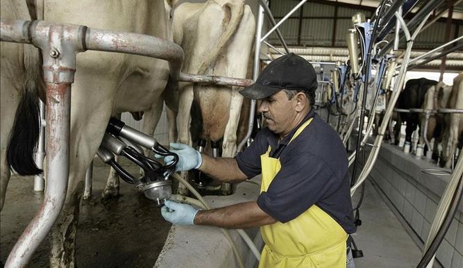 Investigadores buscan nuevo ingrediente para aumentar la vida útil de lácteos