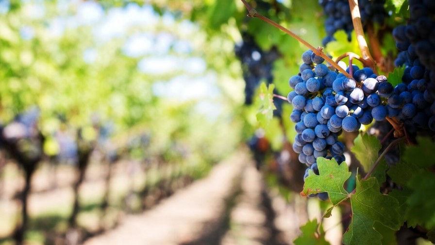 Dinámico y complejo el mercado vitivinícola 