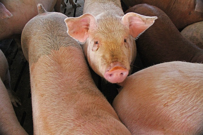 SAG desarrolla plan por alerta mundial de peste porcina africana