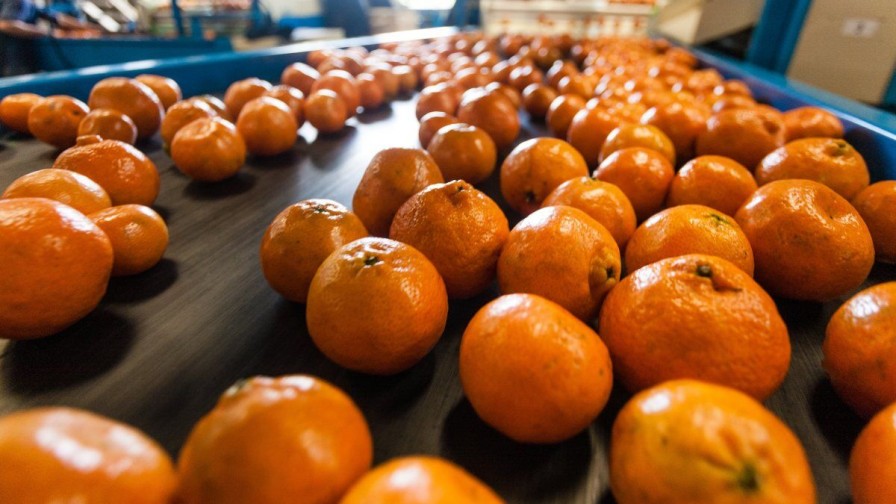 Mandarinas chilenas destacan en importante tienda canadiense 