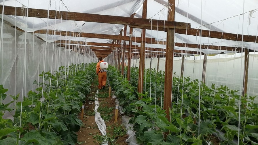 Pequeños agricultores del Maule obtienen hortalizas sin uso de plaguicidas químicos
