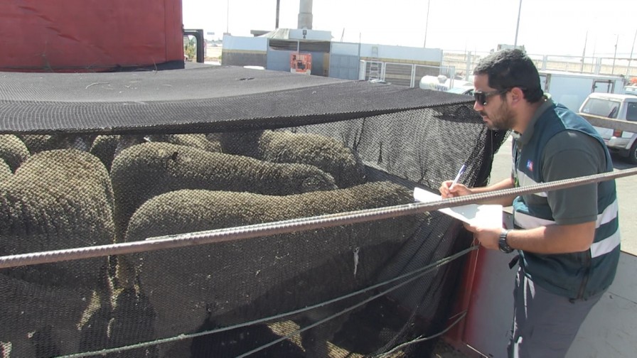 Llegan 73 ovinos a Perú tras la reapertura del mercado peruano para animales en pie