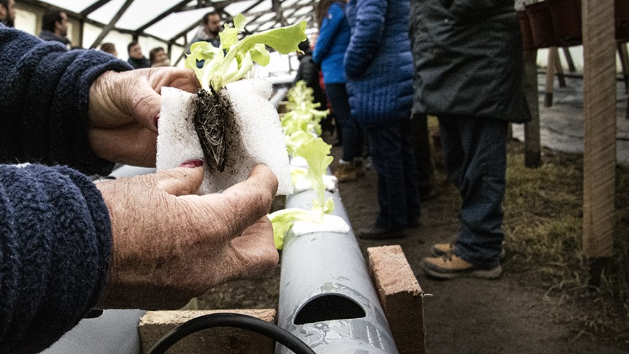 Agricultores de Puerto Natales cosechan con hidroponía lechugas en invierno