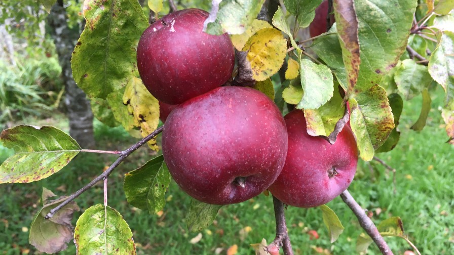 Identifican genes para mayor resistencia y adaptabilidad a manzanas ancestrales