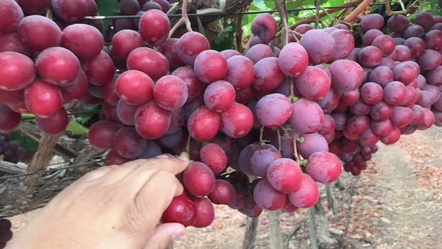 AGQ Labs dictará curso especializado en nutrición de uva de mesa