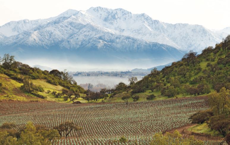 El programa de plantaciones de Viña Santa Rita para viñedos sustentables y de calidad