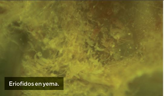 Fertilización y manejo preventivo para el ataque de eriófidos en vid de mesa