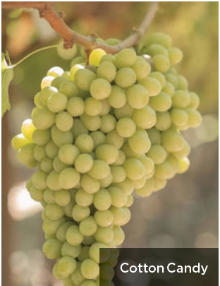 Nuevas variedades de uva de mesa: cuáles son las más importantes y qué ventajas y desafíos presentan