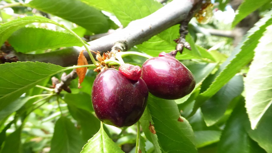 Formación de frutos dobles en cerezos: causas y manejos para evitarlo