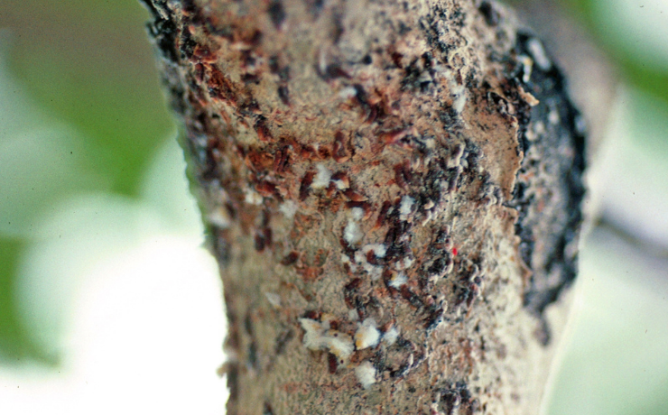 Desarrollo de insecticidas en el control de la escama coma en cerezos