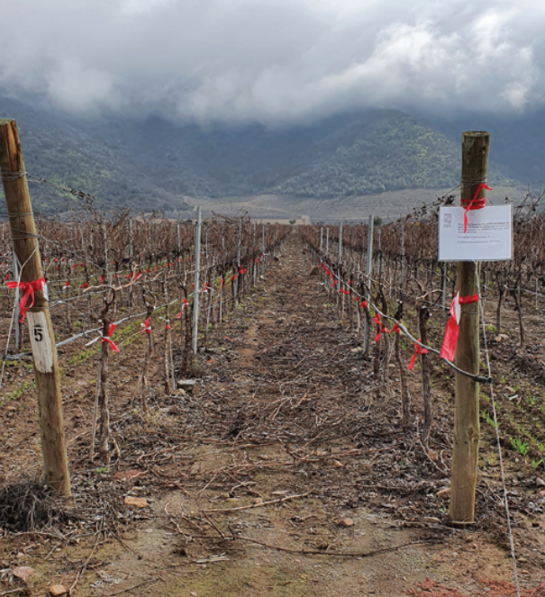Poda tardía: técnica para mitigar los efectos del cambio climático en viticultura
