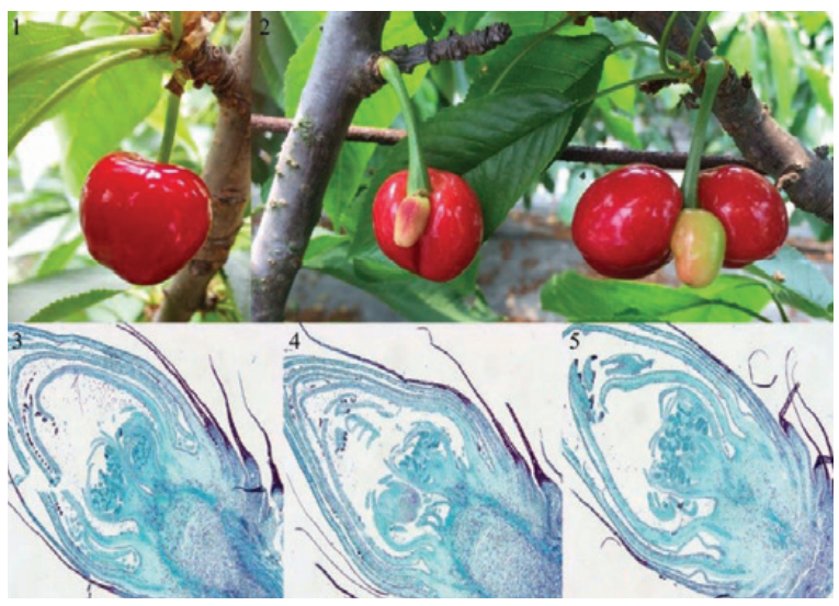 Formación de frutos dobles en cerezos: causas y manejos para evitarlo