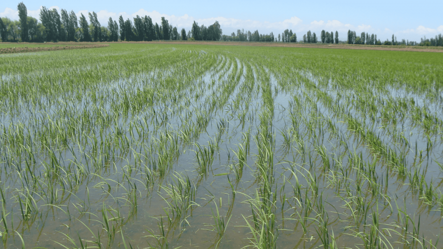 Presente y perspectivas futuras del cultivo del arroz en Chile