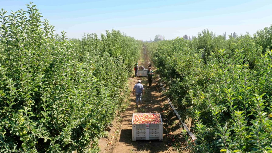 Es posible generar bienestar desde la agricultura: la filosofía de El Torreón Export