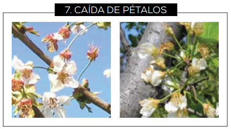 Guía para reconocer los estados fenológicos del cerezo dulce en Chile