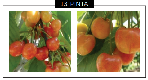 Guía para reconocer los estados fenológicos del cerezo dulce en Chile