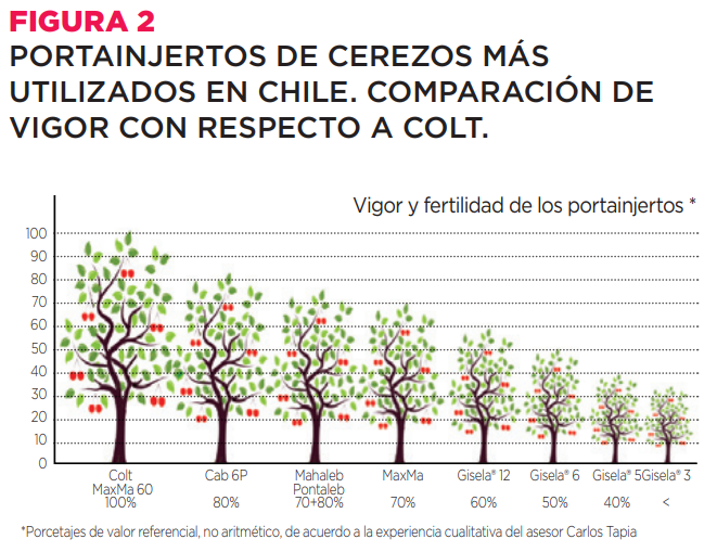 Realidad, propuestas y consideraciones para el futuro de la producción de cereza en Chile