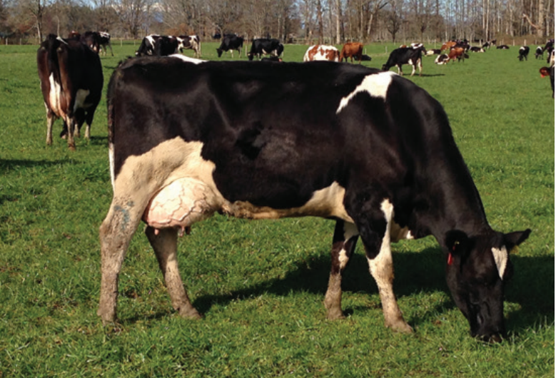 Efecto de ensilar pulpa de remolacha para vacas lecheras a pastoreo y la influencia de aditivos