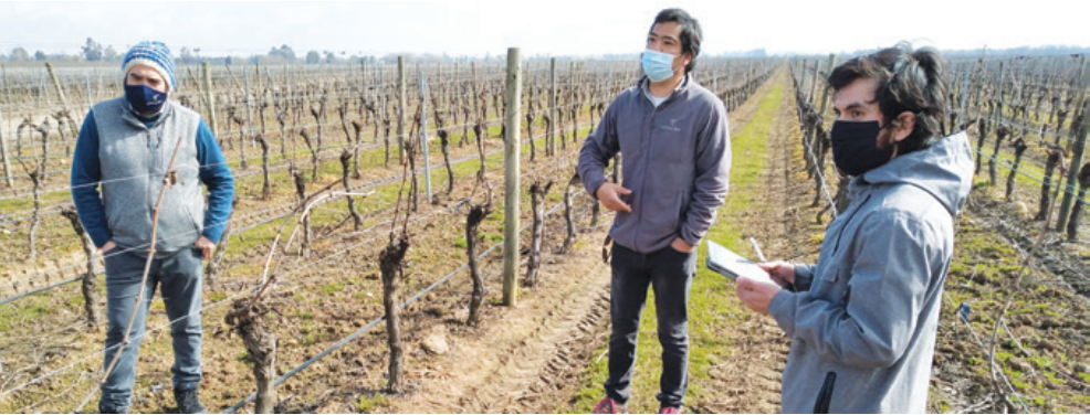 Nuevo sistema inteligente pronóstica rendimiento de cosecha en la industria vitivinícola