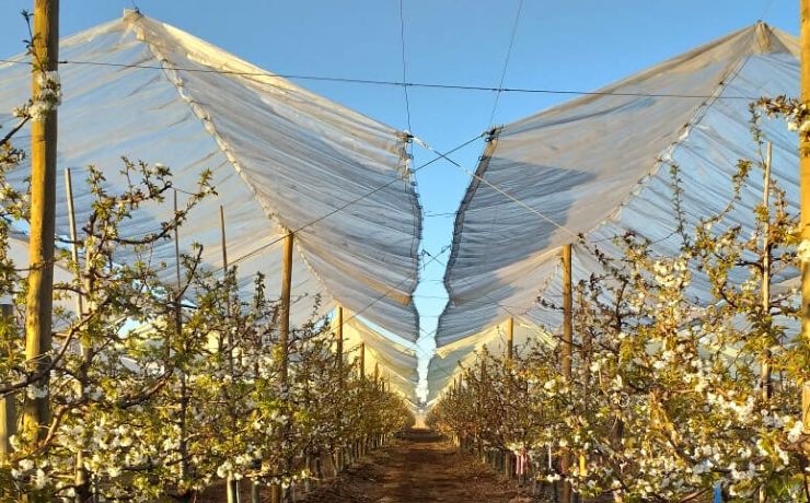 Uso de cobertores plásticos: impacto en la rentabilidad en un huerto de cerezas