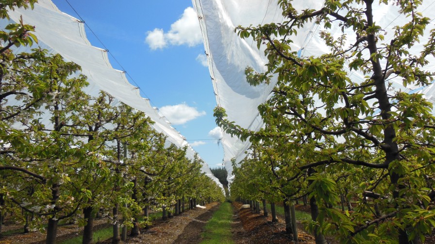 Impacto del nuevo escenario climático para la producción de manzanos y cerezos