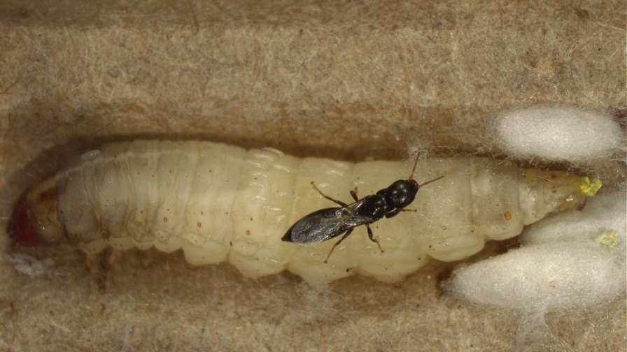 Liberación masiva del insecto benéfico Goniozus legneri en huerto orgánico de nogal