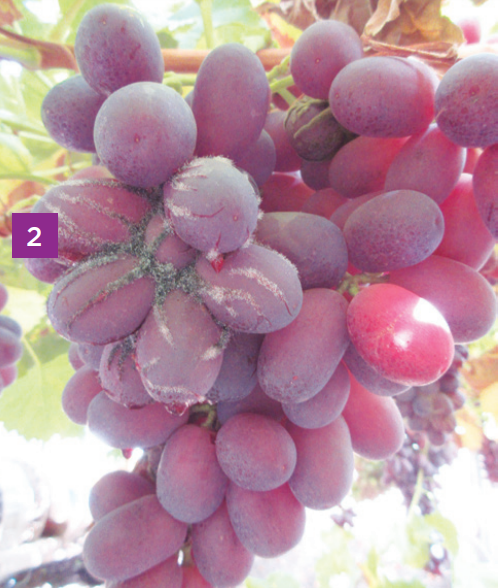 15 puntos para una mejor postcosecha y cadena de frío de uva de mesa en momentos de crisis