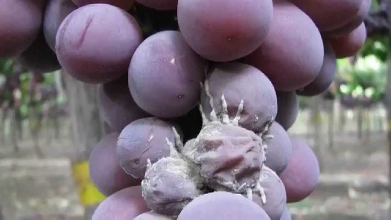 Técnica innovadora permite detección de hongo de la uva en menor tiempo