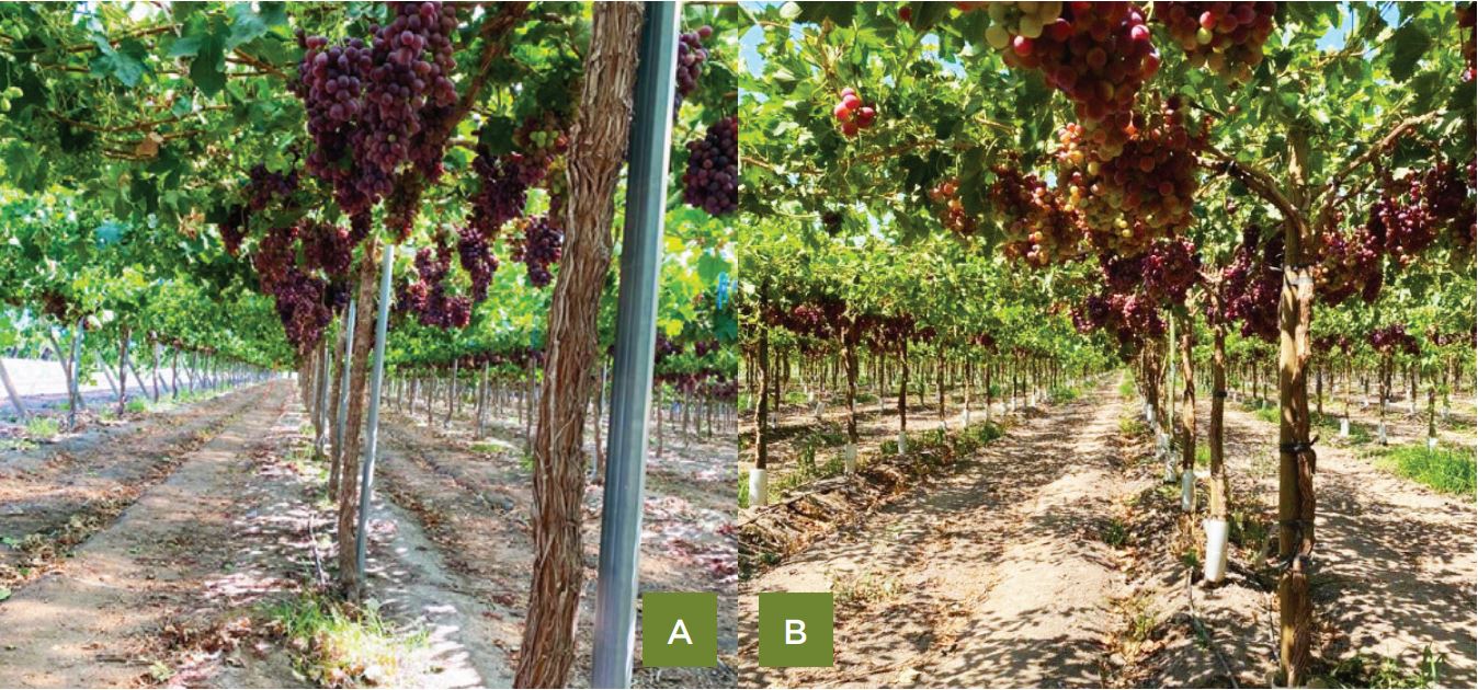 Revisión de labores culturales en nuevas variedades de uva de mesa