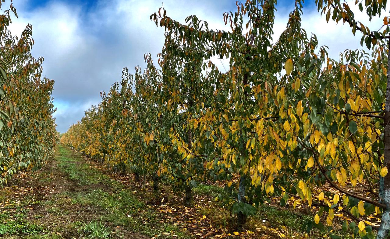 Manejos agronómicos que favorecen la entrada a receso invernal en huertos de cerezos