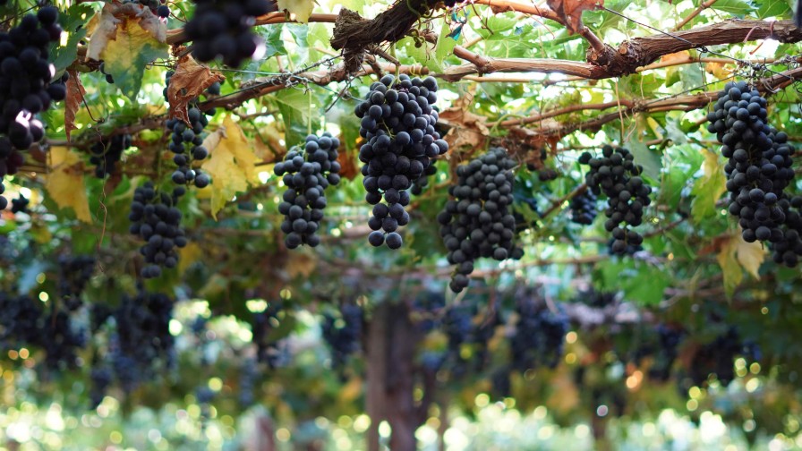 Reguladores de crecimiento: herramienta clave en la producción de uva de mesa