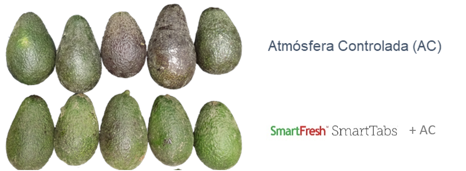 Paltas para mercados distantes, SmartFresh ayuda a llegar hasta los consumidores finales con fruta de máxima calidad