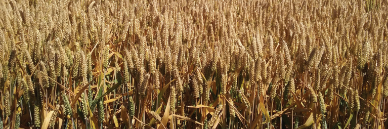 El trigo se consolida como una opción clave para el sur