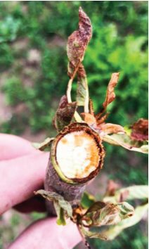 Enfermedades de la madera: un problema creciente en la fruticultura a nivel mundial