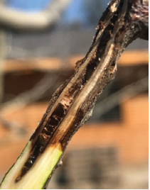 Enfermedades de la madera: un problema creciente en la fruticultura a nivel mundial