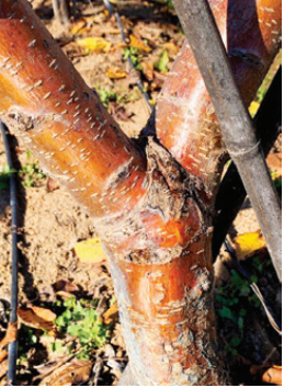 Enfermedades de la madera: un problema creciente en la fruticultura a nivel mundial