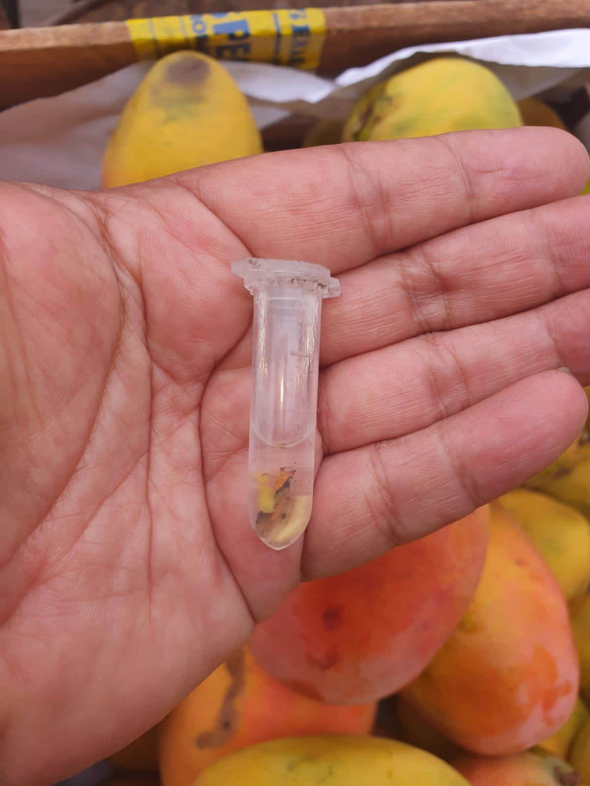 SAG detecta mosca de la fruta en productos agrícolas ingresados clandestinamente
