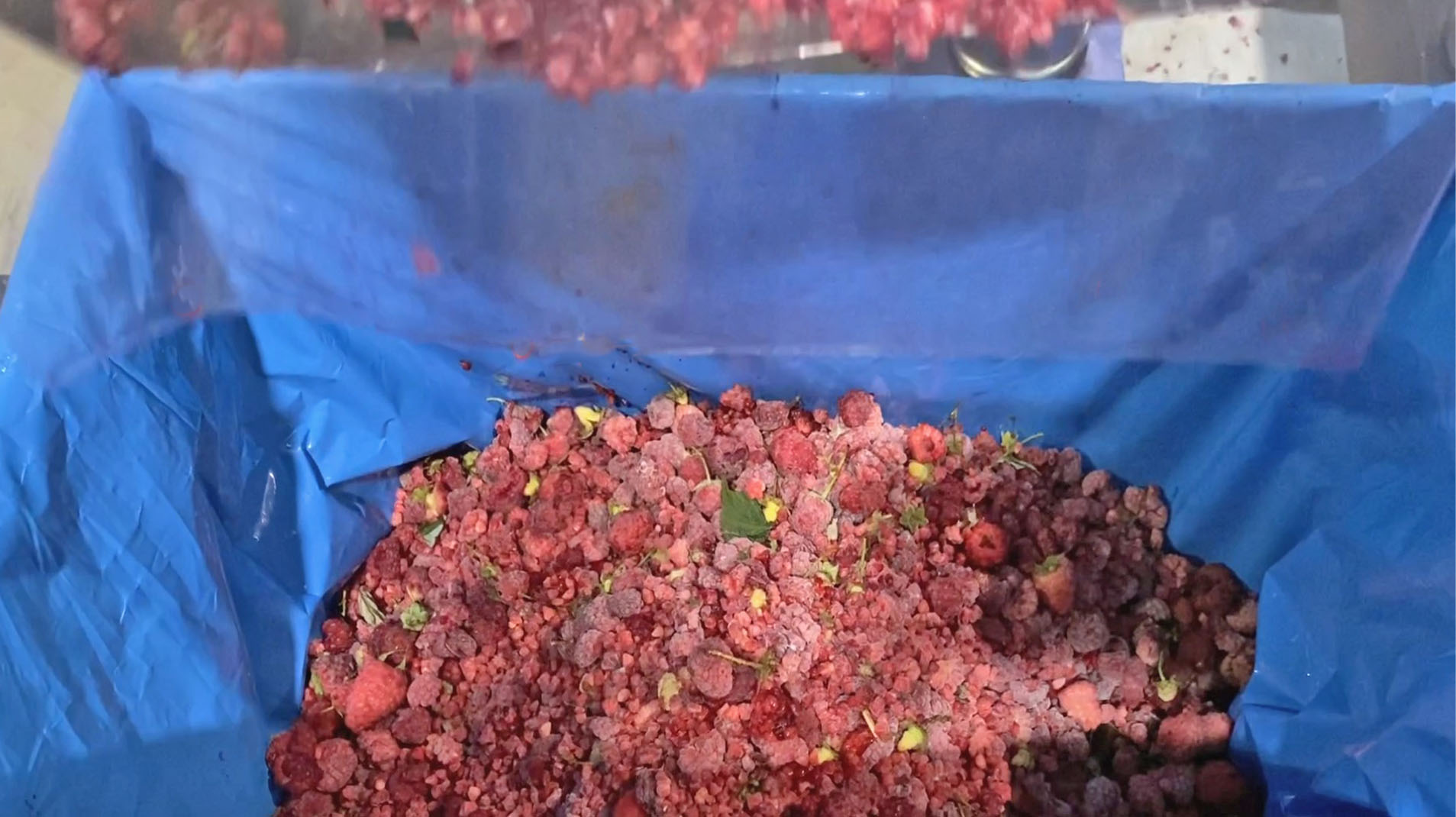 VITAFOODS incorpora la TOMRA 5B a su planta de procesado de berries en Chillán