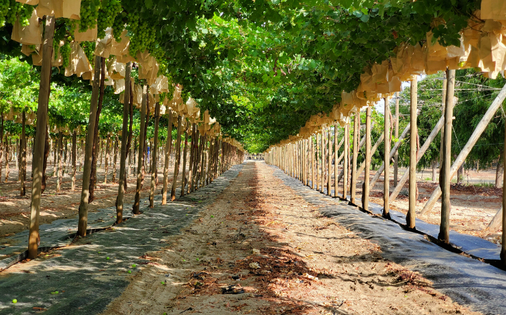Gesex y Pura Fruit se alían para abrirse camino entre las principales exportadoras de uva de mesa en Perú