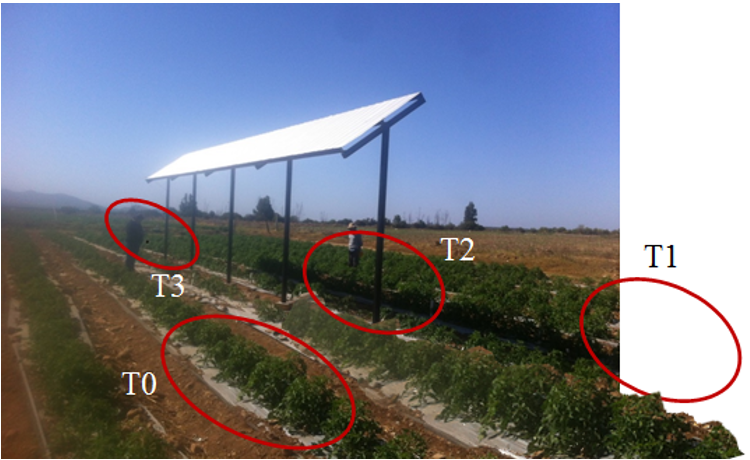 Efecto de la sombra de un sistema agrivoltaico sobre cultivo de tomates