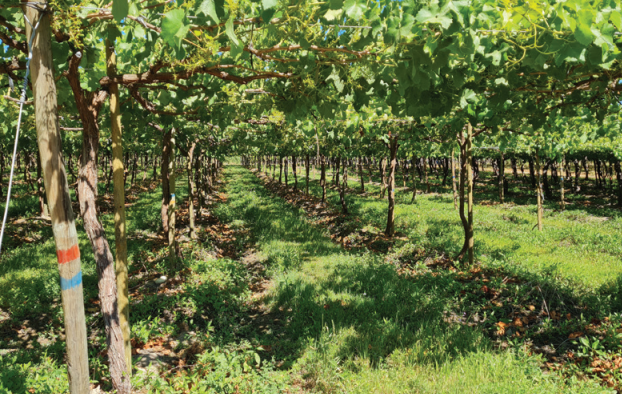 Rol de inoculantes de raíces en el fortalecimiento del cultivo de uva de mesa