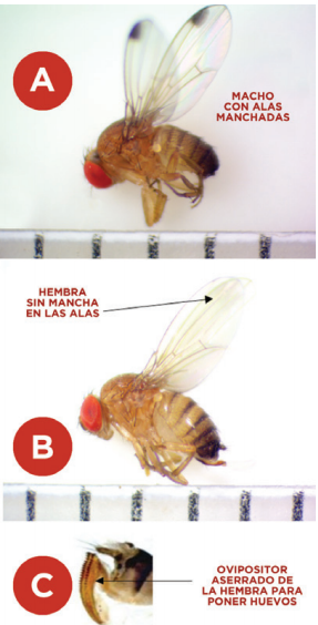 Drosophila suzukii: Una plaga que impacta la economía frutícola del sur
