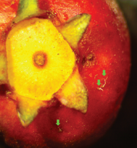 Drosophila suzukii: Una plaga que impacta la economía frutícola del sur