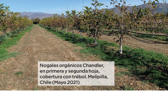 Detalles del establecimiento de huertos de cerezo, avellano y nogal en el sur de Chile