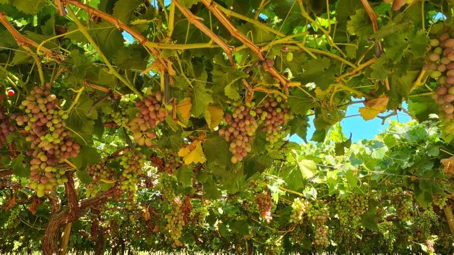 Rol de inoculantes de raíces en el fortalecimiento del cultivo de uva de mesa