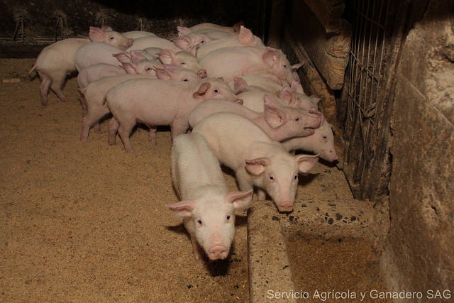 SAG levanta alerta tras foco de Peste Porcina Africana en República Dominicana