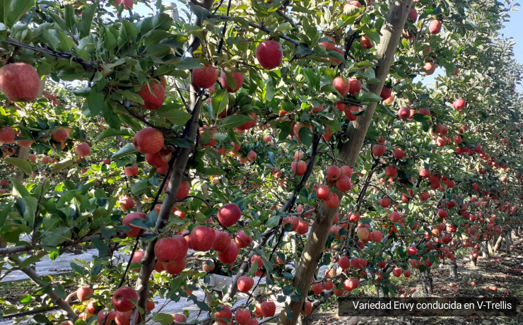 Poda de manzanos: adaptar las variedades a sistemas de conducción modernos