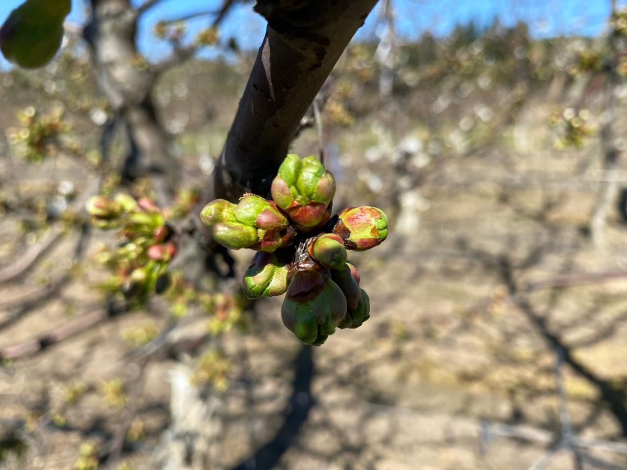 Cómo lograr calidad de frutas en cerezos en condiciones de balance nutricional del huerto