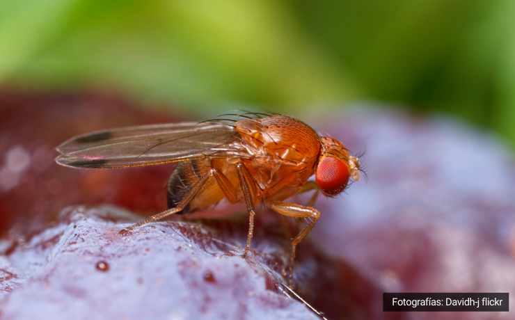 Drosophila Suzukii en vides: evaluación de formulaciones del neonicotinoide acetamiprid