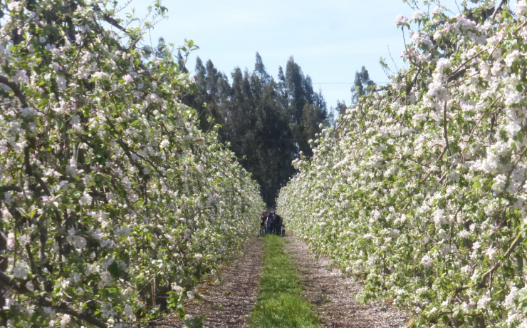 Factores y manejos que influyen en la floración, polinización y cuaja en manzanos